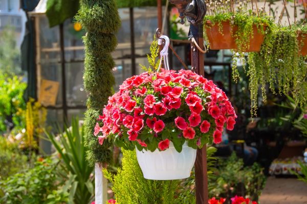 Cost of Hanging Planter Installation in Powell