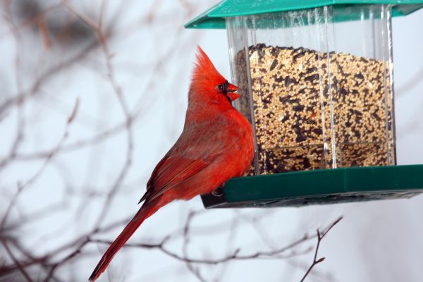 Cost of Bird Feeder Hanging in Powell