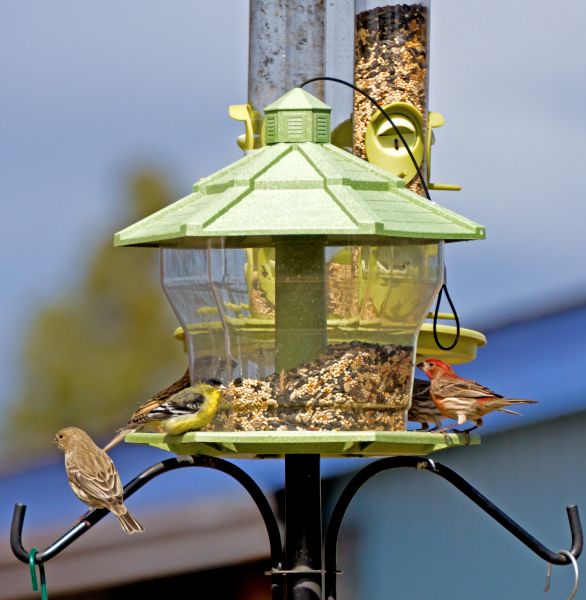 Bird Feeder Installation in Powell